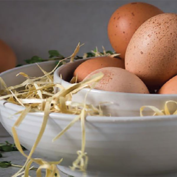 Food Safety Fact Sheet - Eggs
